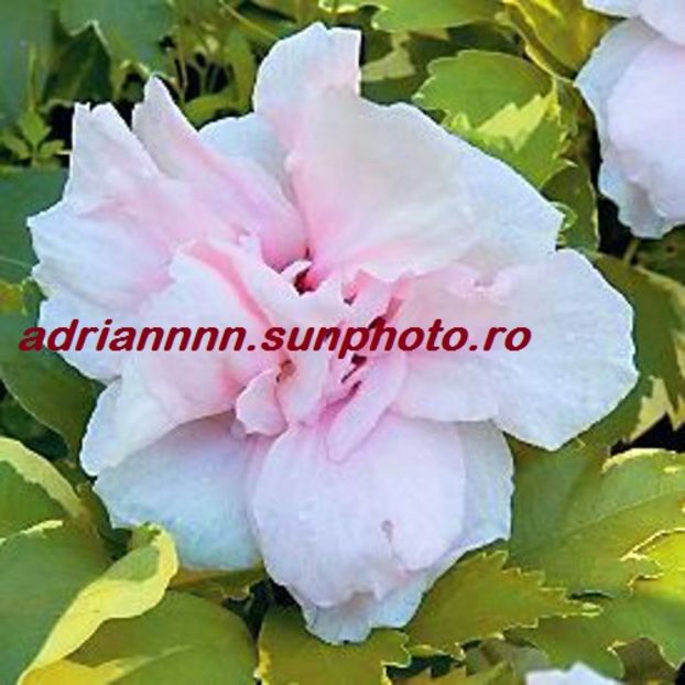 Hibiscus Althea Sugar