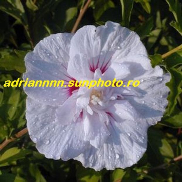 Hibiscus Althea White Chiffon - SEMINTE de HIBISCUS de VANZARE