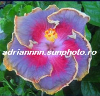 Hibiscus Nightfire