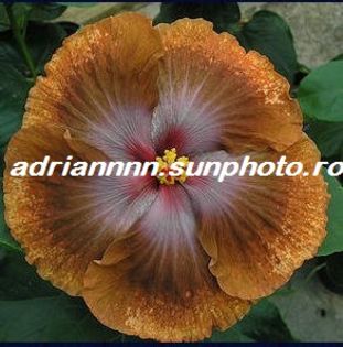 Hibiscus Tahitian Sophistication - SEMINTE de HIBISCUS de VANZARE