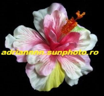 Hibiscus Light Pink White