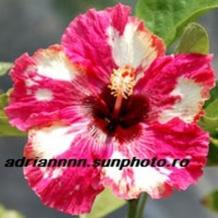 Hibiscus Wild Allure - SEMINTE de HIBISCUS de VANZARE