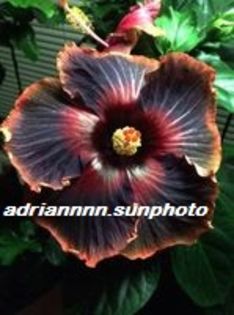 Hibiscus Black Rainbow - SEMINTE de HIBISCUS de VANZARE