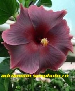 Hibiscus Purple Magic - SEMINTE de HIBISCUS de VANZARE