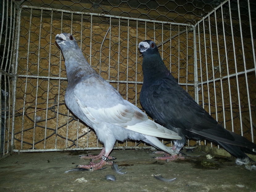 1-0 ro 2016  0-1 ro 2014