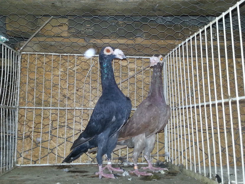 1-0 ro 2015  0-1 ro 2015