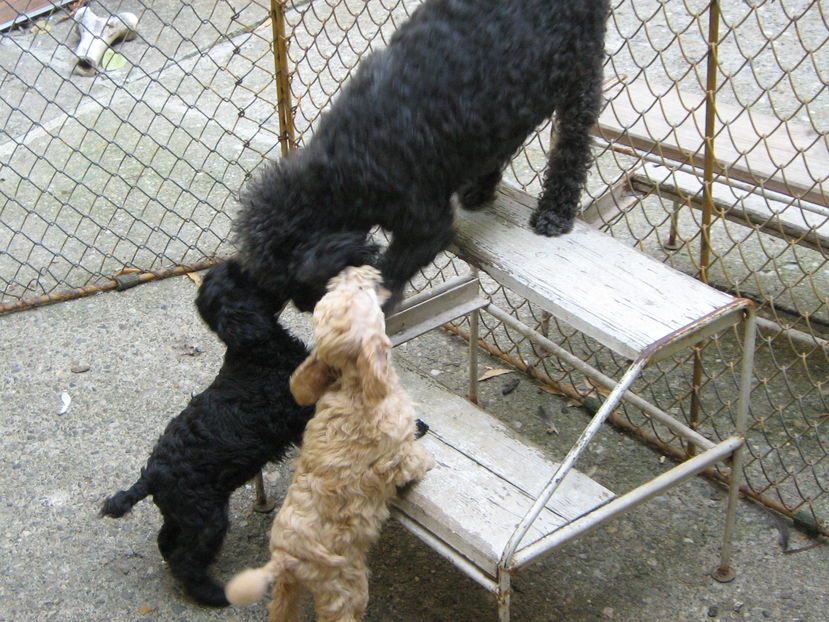  - MUKY_ ceva special