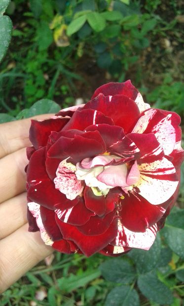  - Trandafiri septembrie 2016