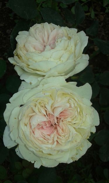  - Trandafiri septembrie 2016