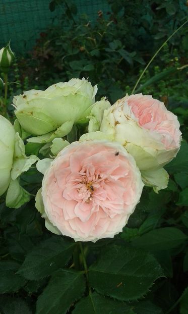  - Trandafiri septembrie 2016