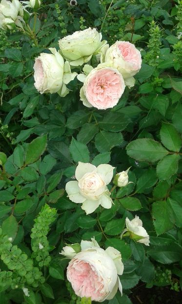  - Trandafiri septembrie 2016