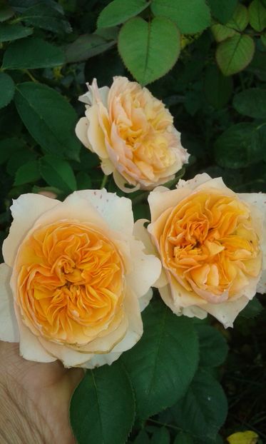  - Trandafiri septembrie 2016