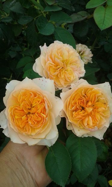  - Trandafiri septembrie 2016