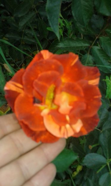  - Trandafiri septembrie 2016