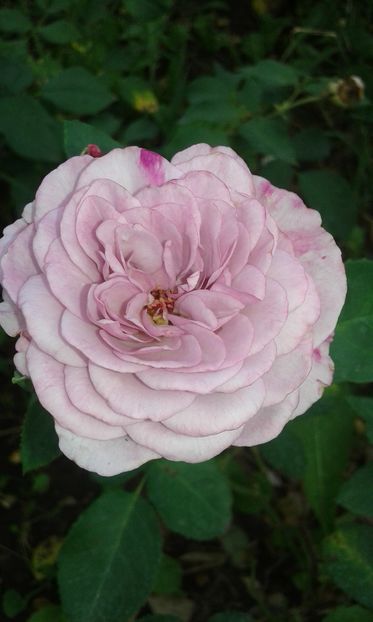  - Trandafiri septembrie 2016