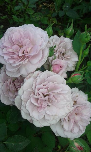  - Trandafiri septembrie 2016