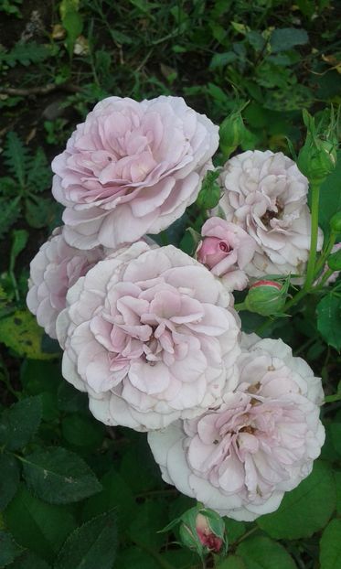  - Trandafiri septembrie 2016