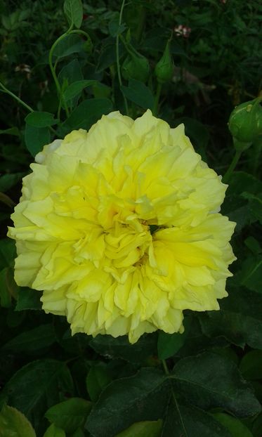  - Trandafiri septembrie 2016