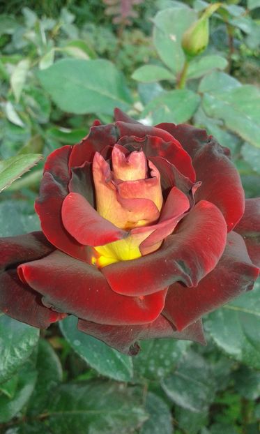  - Trandafiri septembrie 2016