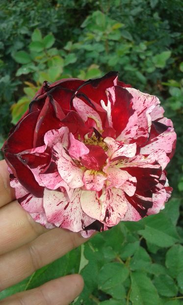  - Trandafiri septembrie 2016