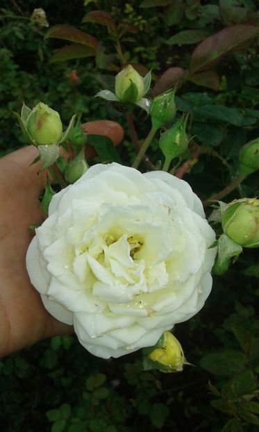  - Trandafiri septembrie 2016