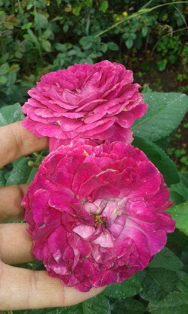  - Trandafiri septembrie 2016