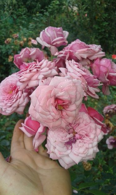  - Trandafiri septembrie 2016