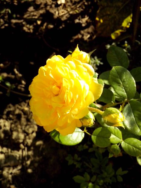 yellow meilove - 0 TRANDAFIRI 2016