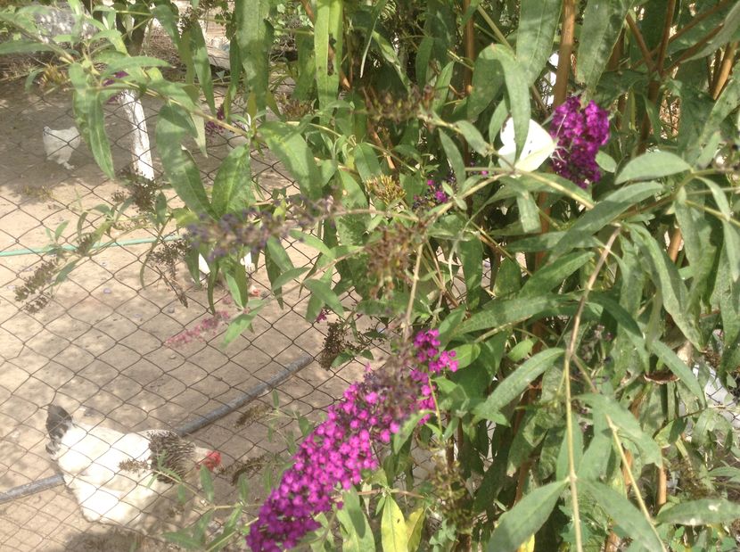 Liliac de vara