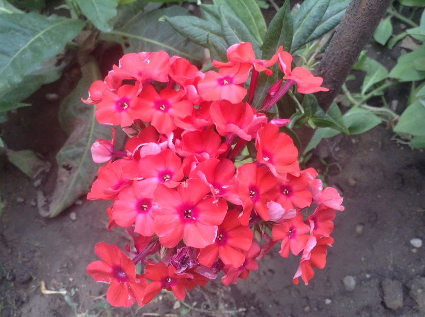 Phlox Orange Perfection