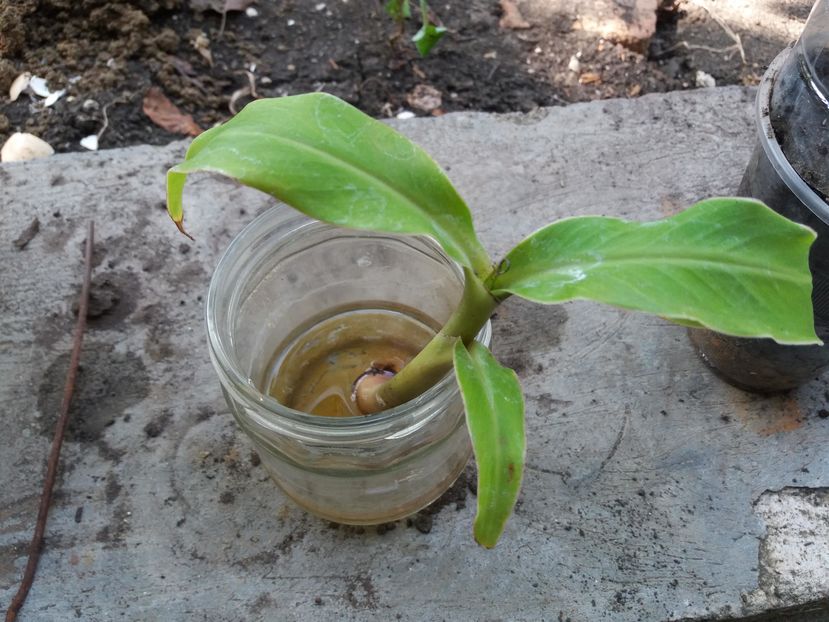 L-am luat de la planta mama. dar fara radacini.