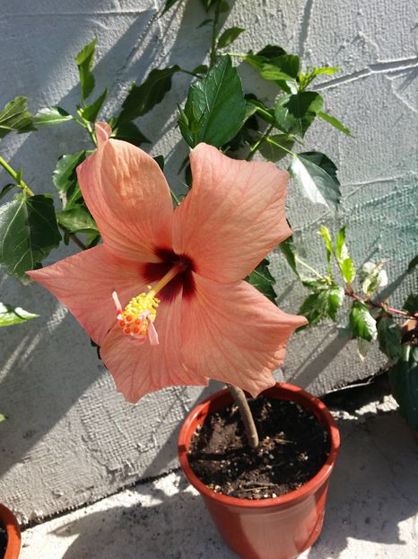  - cairo apricot
