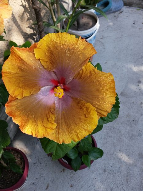  - Tahitian Sophistication