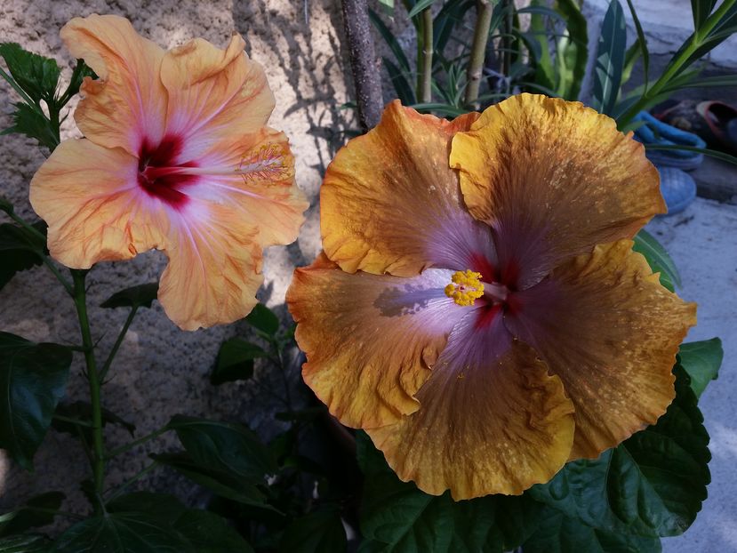  - Tahitian Sophistication