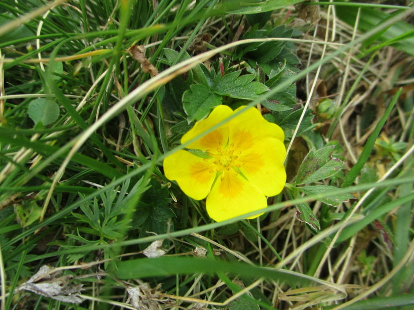  - Transfagarasan 2016