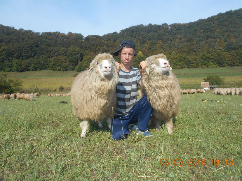 Picture 367 - turcana-Alba 2016