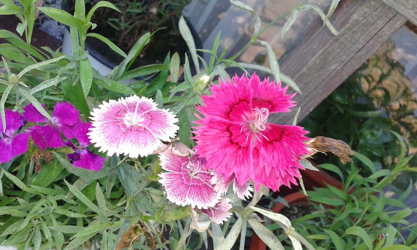 29.08.2016 - Dianthus