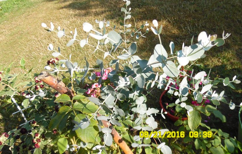 eucalipt argintiu, 'mentolat' - plante de interior