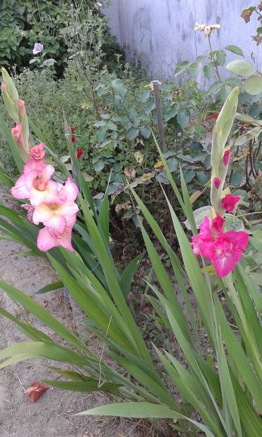 14.07.2016 - Gladiolus