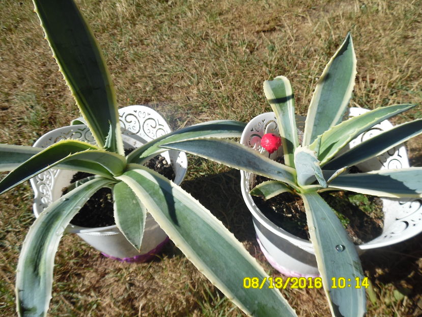 Agave