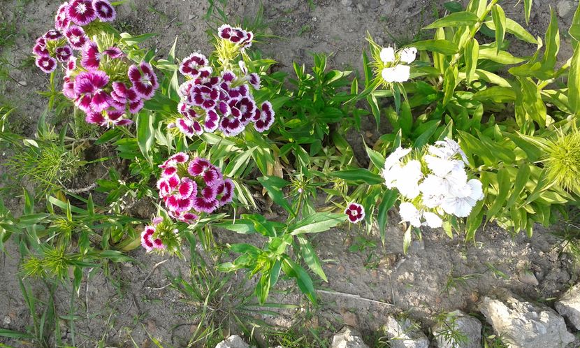 20.05.2016 - Dianthus barbatus
