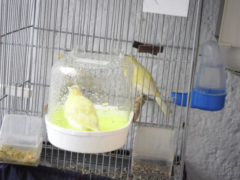  - 1 VASILE BOBOC CANARI MALINOIS WATERSLAGER