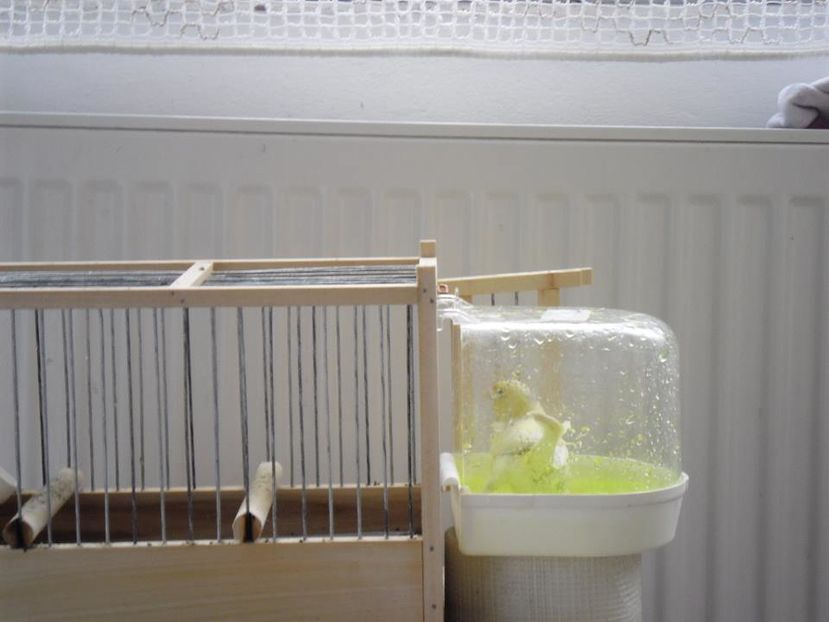  - 1 VASILE BOBOC CANARI MALINOIS WATERSLAGER