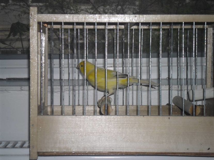  - 1 VASILE BOBOC CANARI MALINOIS WATERSLAGER