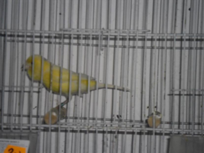  - 1 VASILE BOBOC CANARI MALINOIS WATERSLAGER