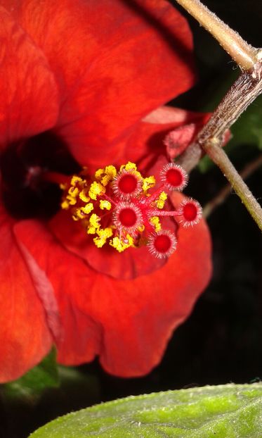 Hibiscus rosa-sinensis  07.09.2016 - Hibiscus