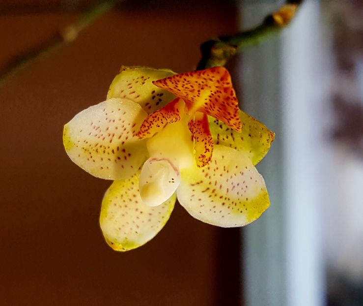 Mini Mark, floricica cu nr. 20