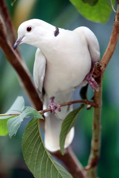 image - 1----Porumbei si turturici exotice----exotic doves and pigeons