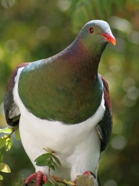 image - 1----Porumbei si turturici exotice----exotic doves and pigeons