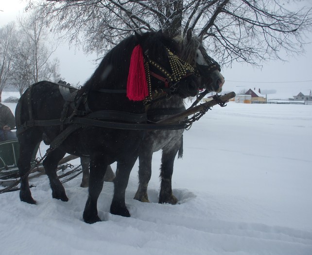 cai la sanie-ianuarie 2010 016 - Black and grey horses